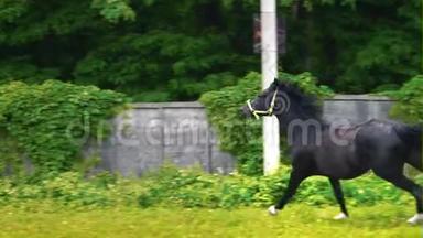 黑色美丽的马在围场的绿草上飞驰